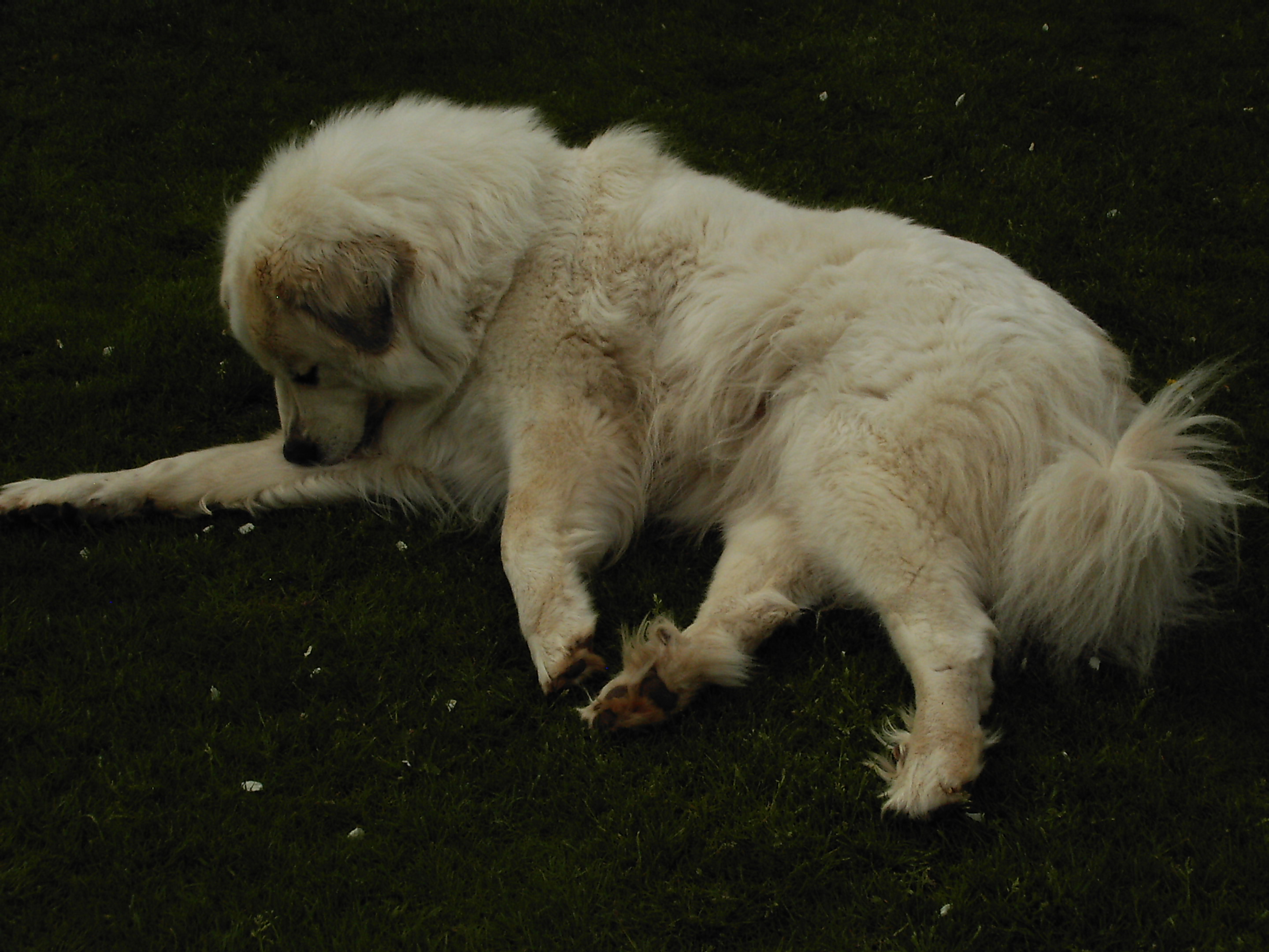 PIC00285