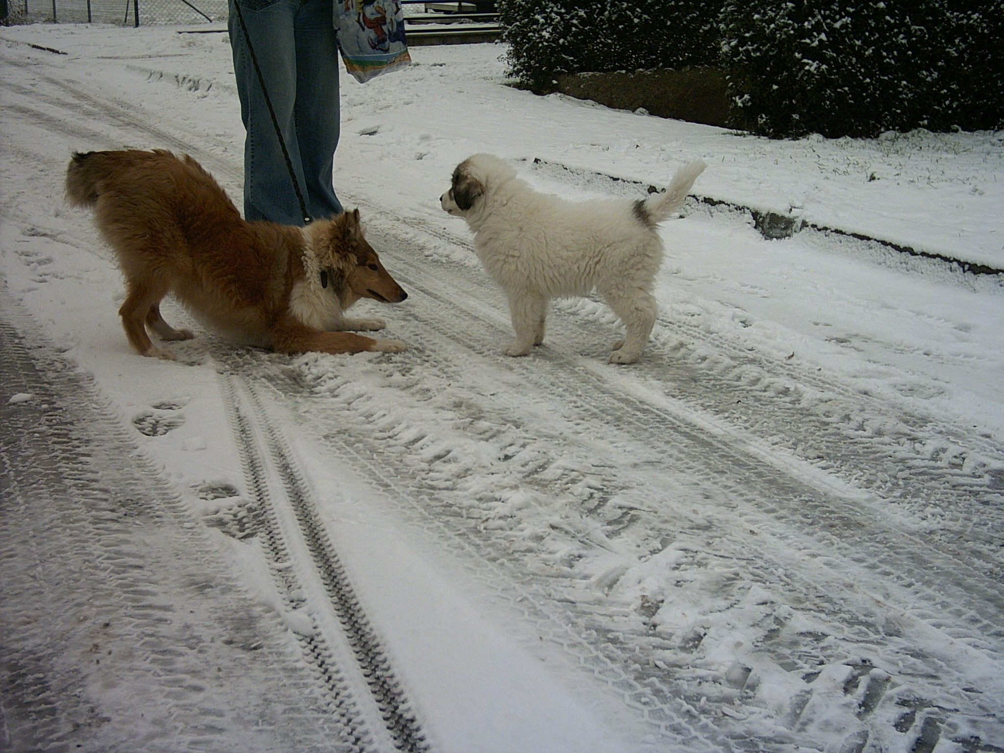 29.12.2006 Hry na sněhu 002.jpg