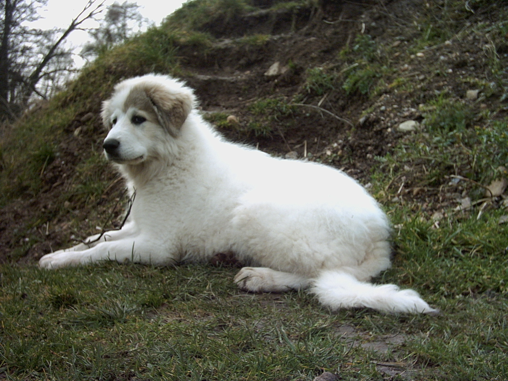 22.2. 2007 Zadní část zahrady 008.jpg